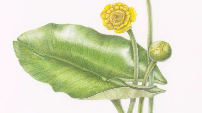 Tentoonstelling ‘Wondere Waterplanten Wereld’ in het Westlands Museum — museum-expo in Westland