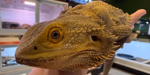 Lizard Fest — Uitgaan in Westland