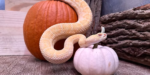Slither & Spiders Halloween Bash 🎃 One year anniversary of Great Lakes Serpentarium — Uitgaan in Westland